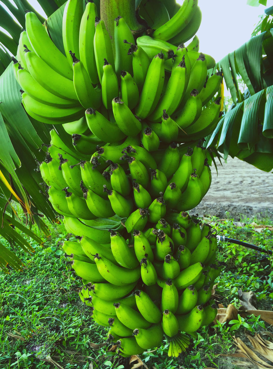 bananas-organic-farm-field-naples-food-thought