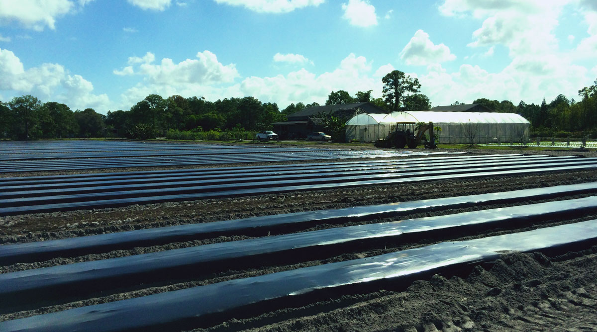 organic-farm-field-rows-naples-food-thought