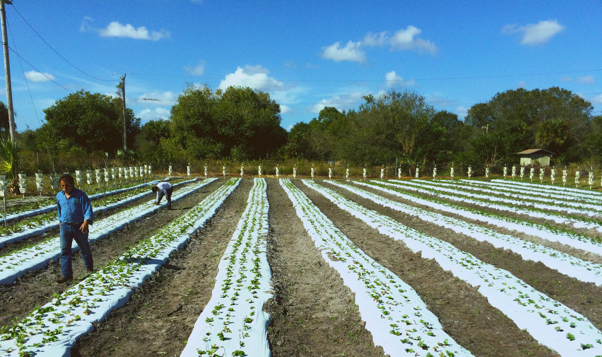 planting-organic-farm-field-naples-food-thought