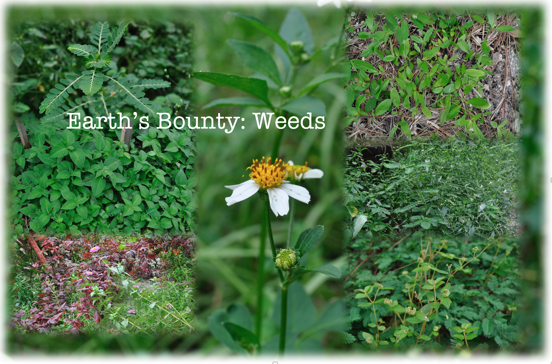 Weeds: The Earth’s Bounty!