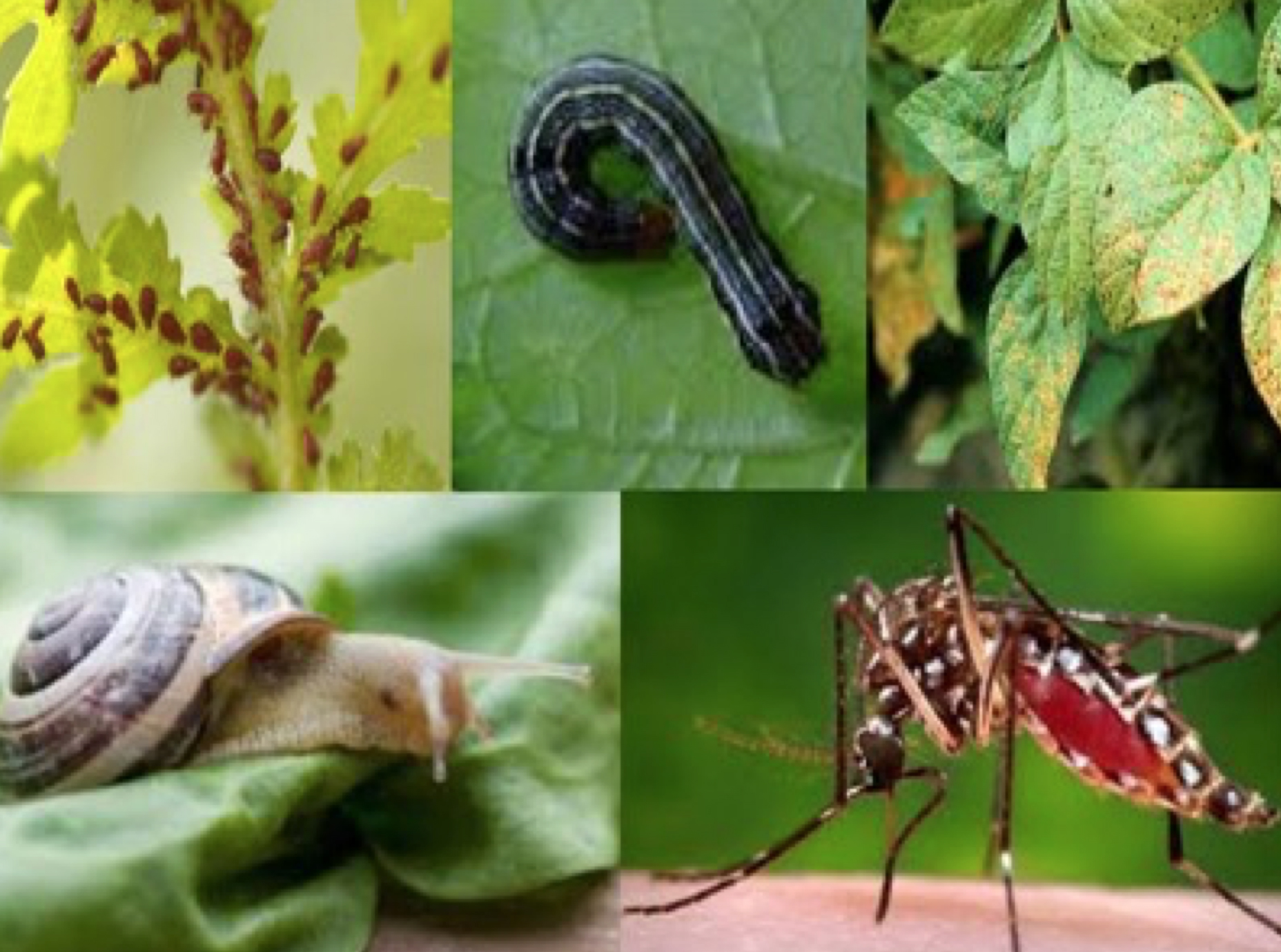 Garden Pests, Problems, & Solutions