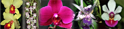 Growing Orchids 101