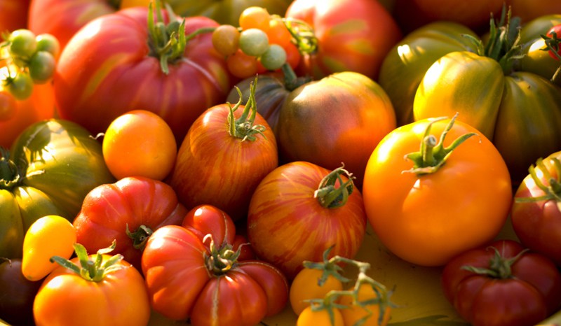 Growing Tomatoes 101
