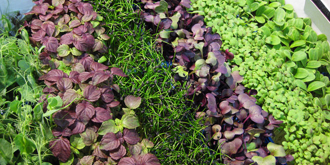Grow your own Microgreens Workshop
